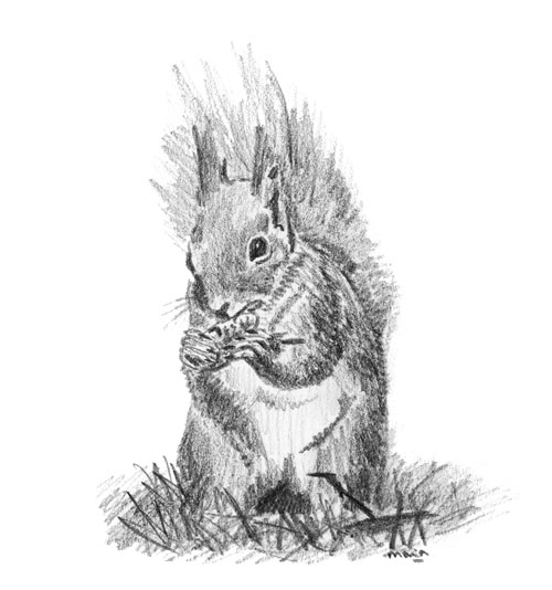 Un écureuil qui grignote