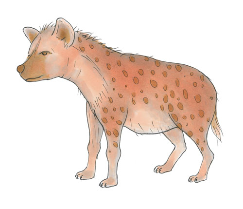 Une hyène