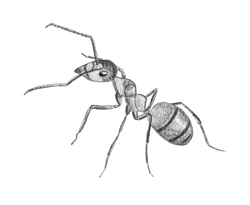Une fourmie
