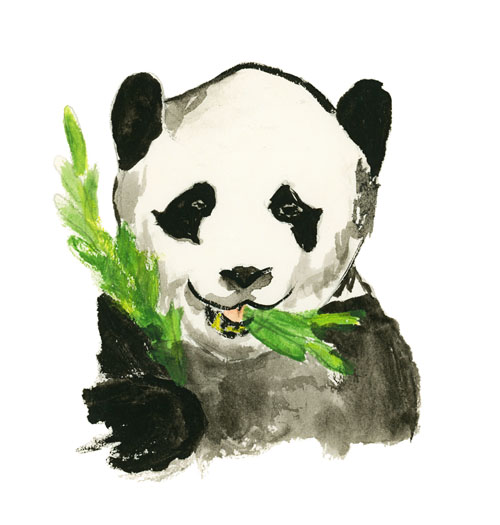 Panda qui mange de l'eucalyptus